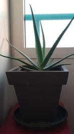Aloé vera., Jardin & Terrasse, Enlèvement