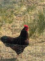 Broedeieren bruine legkippen., Sexe inconnu, Poule ou poulet