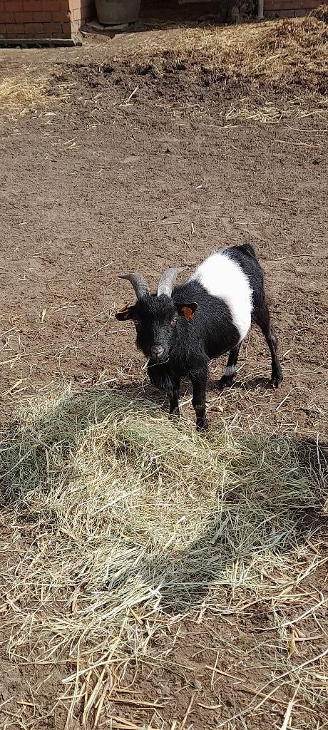 Super lief dwerggeitje, Mannelijk, Geit, 0 tot 2 jaar