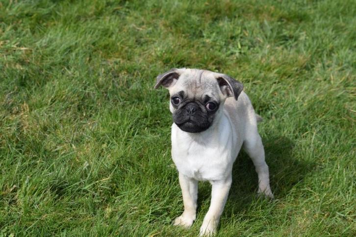 Mopshond pups mops hond nieuw nestje, Dieren en Toebehoren, Honden | Bulldogs, Pinschers en Molossers, Meerdere dieren, Bulldog