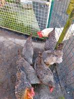 Kuikens,cream legbar