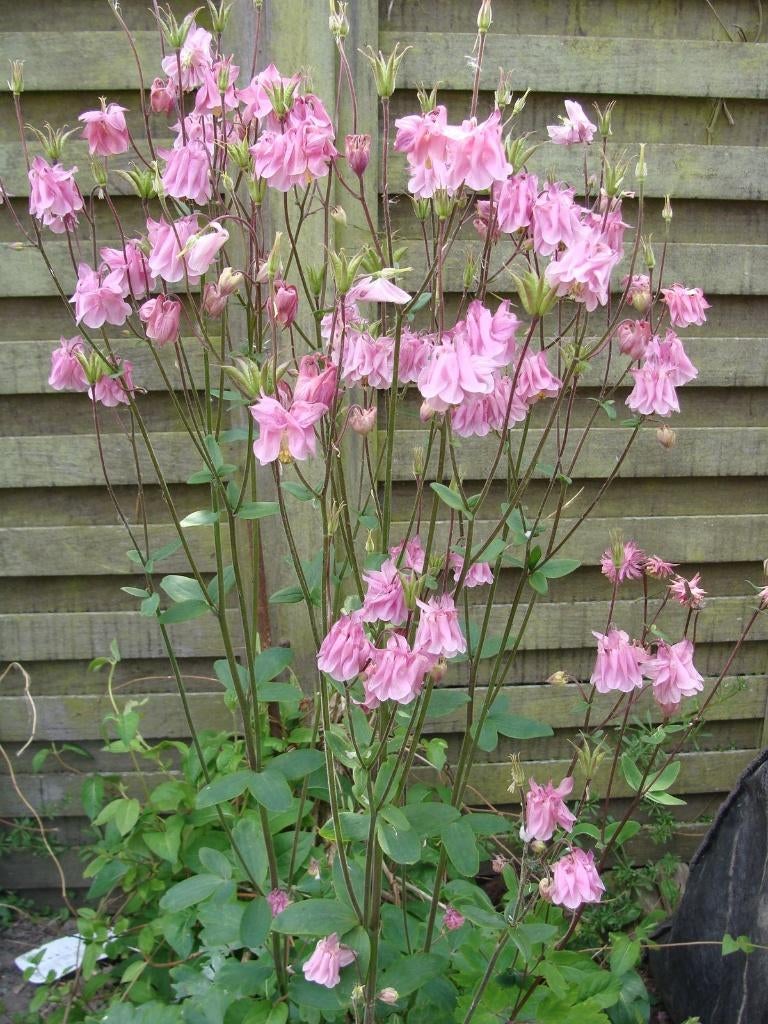 20 graines d'ancolie - couleurs mélangées violet et rose, Jardin & Terrasse, Bulbes & Semences, Envoi, Graine
