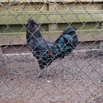 Ayam cemani haantje 6mnd oud, Dieren en Toebehoren
