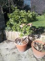 Kumquat 1 m zonder pot, Tuin en Terras, Planten | Bomen, Ophalen