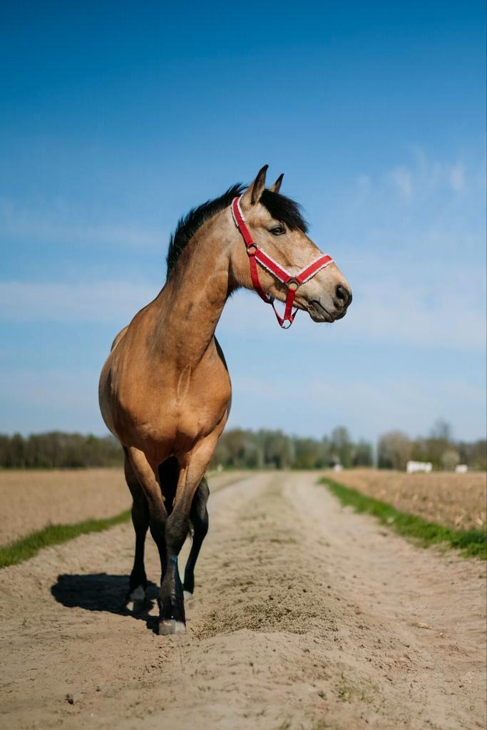 Halve stal - omgeving mechelen, Dieren en Toebehoren, Paarden