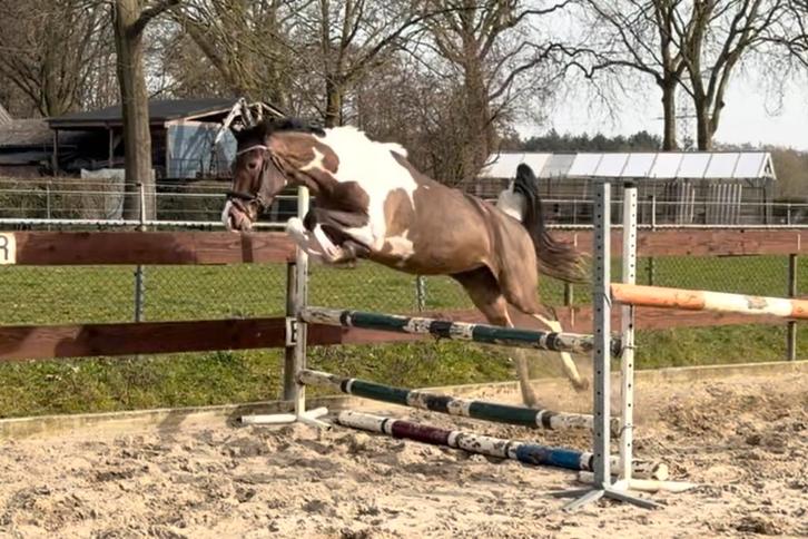 Brave 3 jarige bonte E pony merrie klein paardje allrounder, Dieren en Toebehoren, Paarden, Merrie, Onbeleerd, Minder dan 160 cm