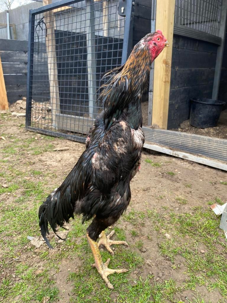 Shamo haan, Dieren en Toebehoren