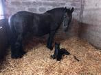 Friese Hengst veulen, Dieren en Toebehoren, Ophalen, Nieuw