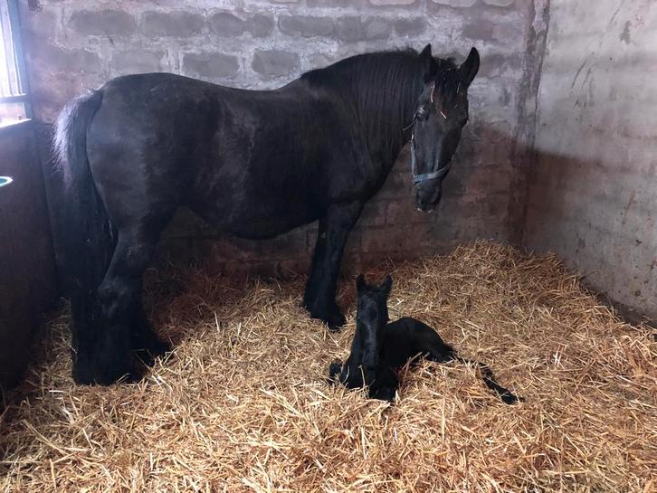 Friese Hengst veulen, Animaux & Accessoires, Chevaux & Poneys | Couvertures & Couvre-reins, Neuf, Enlèvement