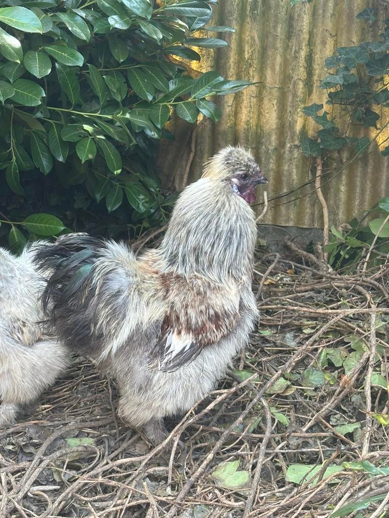 4 coqs Silkfowl (À EMPORTER IMMÉDIATEMENT), Mâle, Poule ou poulet