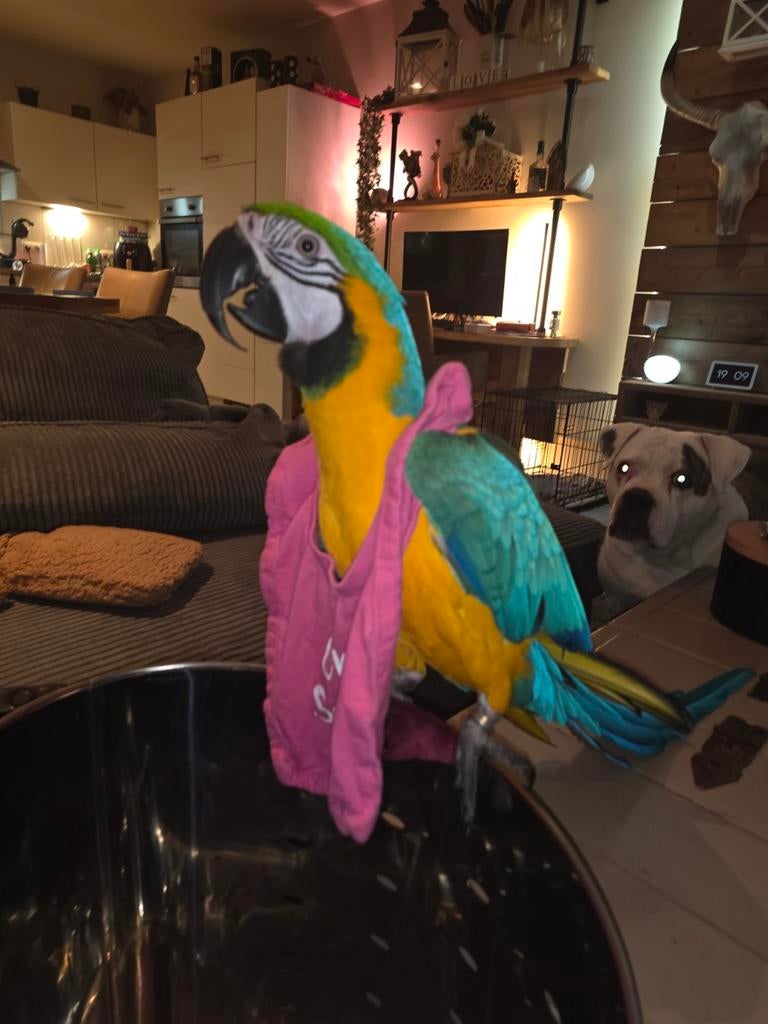 Hele lieve ara 3 jaar., Animaux & Accessoires, Oiseaux | Perruches & Perroquets
