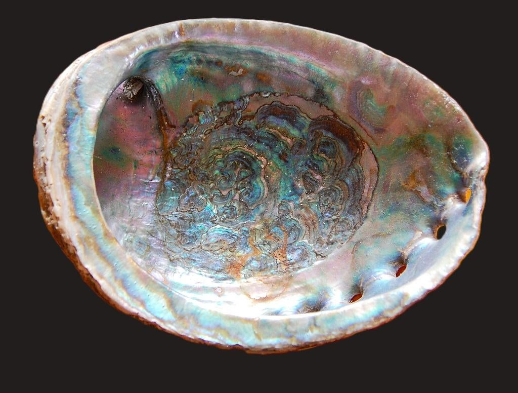 Grande carapace d'ormeau (Paua), Collections, Minéraux & Fossiles, Coquillage(s), Enlèvement ou Envoi