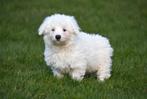 Chiots Bichon Maltais à vendre, Animaux & Accessoires, Chiens | Chihuahuas & Chiens de compagnie, 15 semaines à 1 an, Étranger