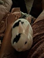 Klein kindvriendelijk konijnenmeisje, Petit