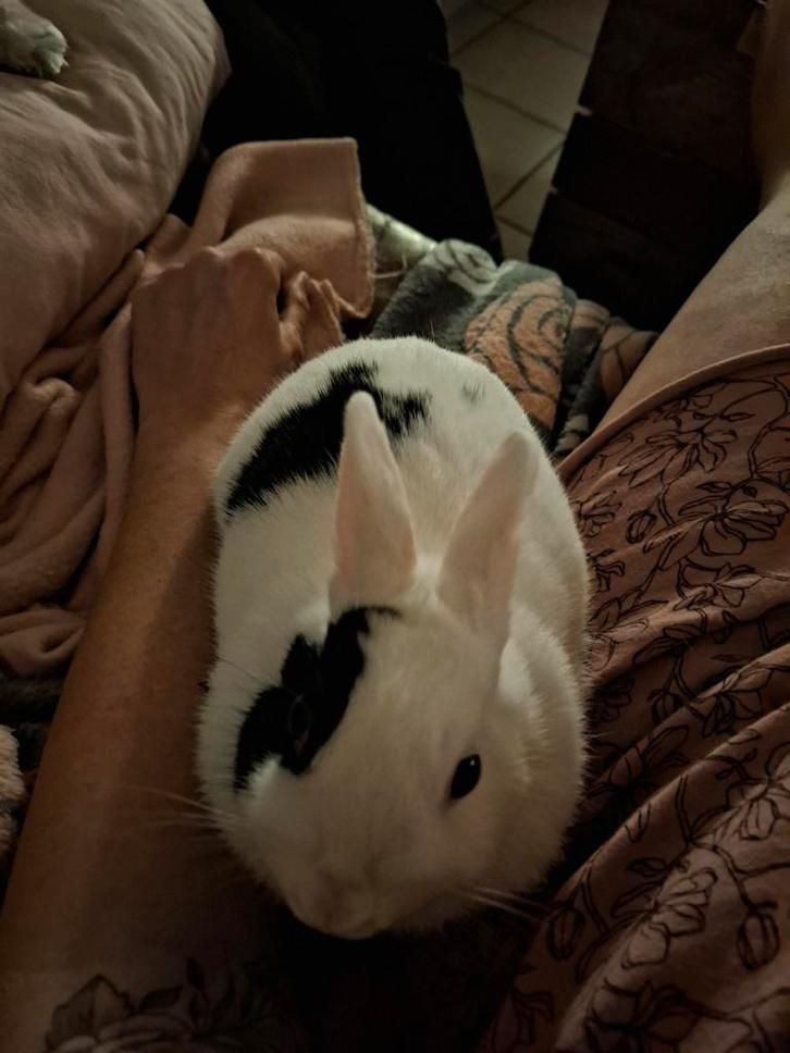 Klein kindvriendelijk konijnenmeisje, Animaux & Accessoires, Lapins, Petit