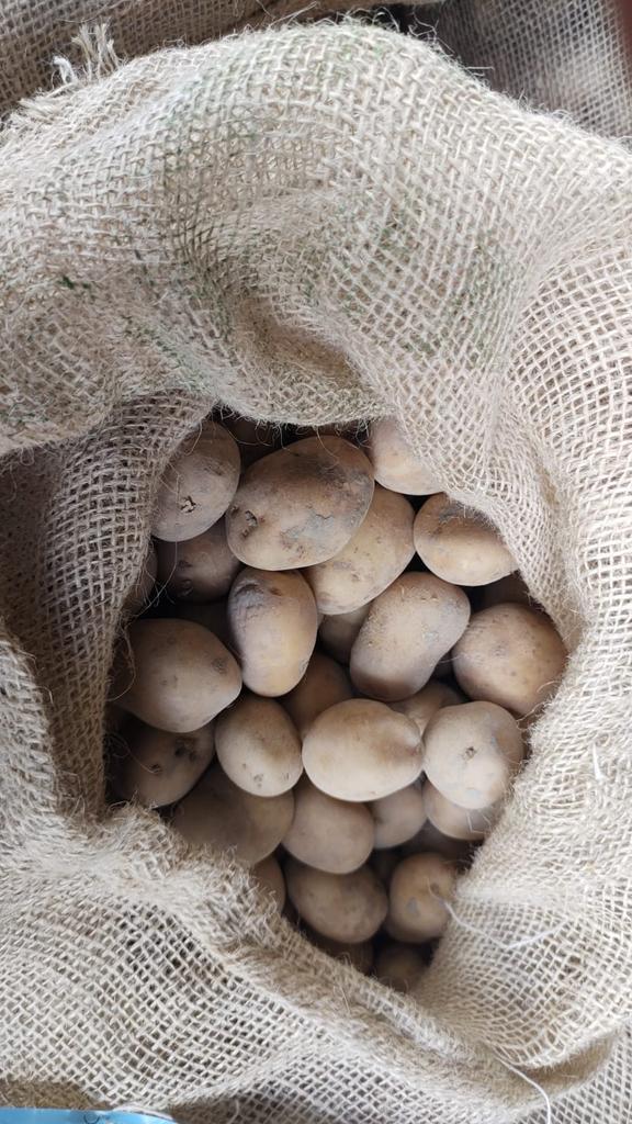 Plantsoen bintje aardappelen, Ophalen