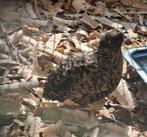 mooie Chinese dwergkwartels (hanen), Dieren en Toebehoren