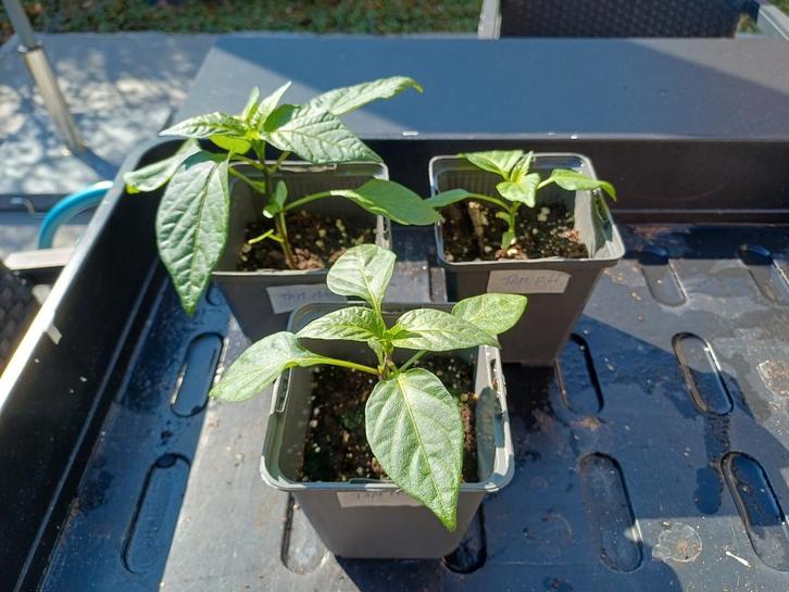 Peper zaailingen JALAPENO  Tam Mild, Tuin en Terras, Planten | Tuinplanten, Groenteplanten, Volle zon, Ophalen