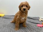 Chiots Cavapoo, Hépatite contagieuse (maladie de Rubarth), Plusieurs, Belgique, Plusieurs animaux