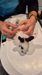 Konijn, Meerdere dieren, Middelgroot, 0 tot 2 jaar