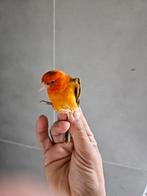 Métiss de chardo, Mâle, Bagué