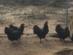 Kippen australorp zwart