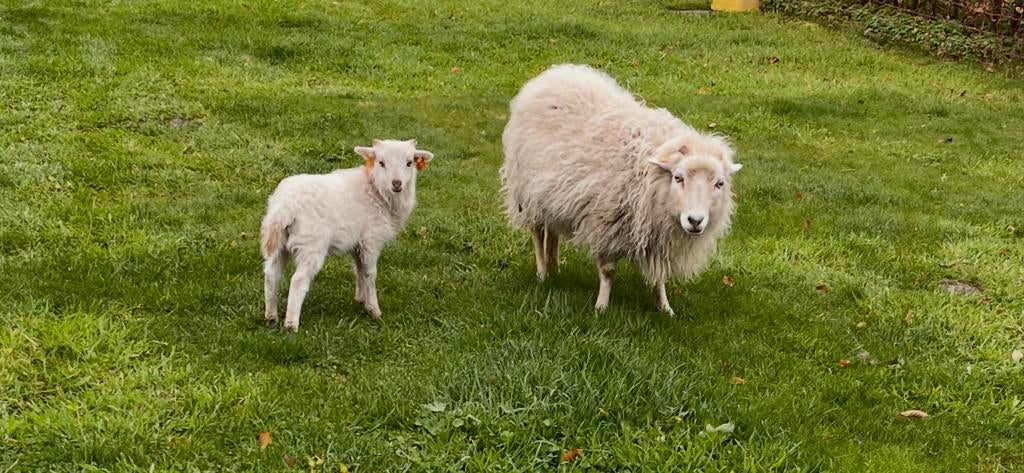 Ouessant ooi met ramlam, Meerdere dieren, Schaap, 0 tot 2 jaar