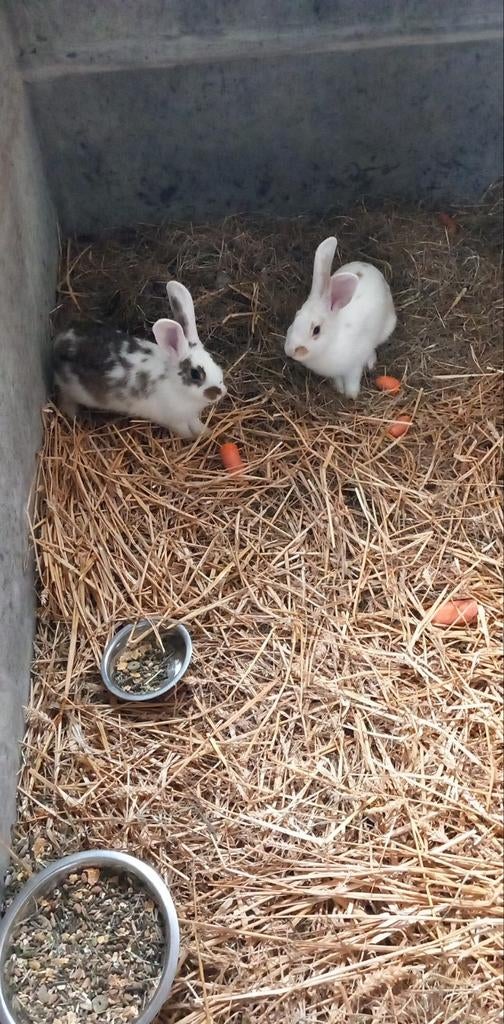Te koop, Dieren en Toebehoren, Konijnen