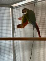 Couple de conure molina, Animaux & Accessoires, Oiseaux | Accessoires, Enlèvement