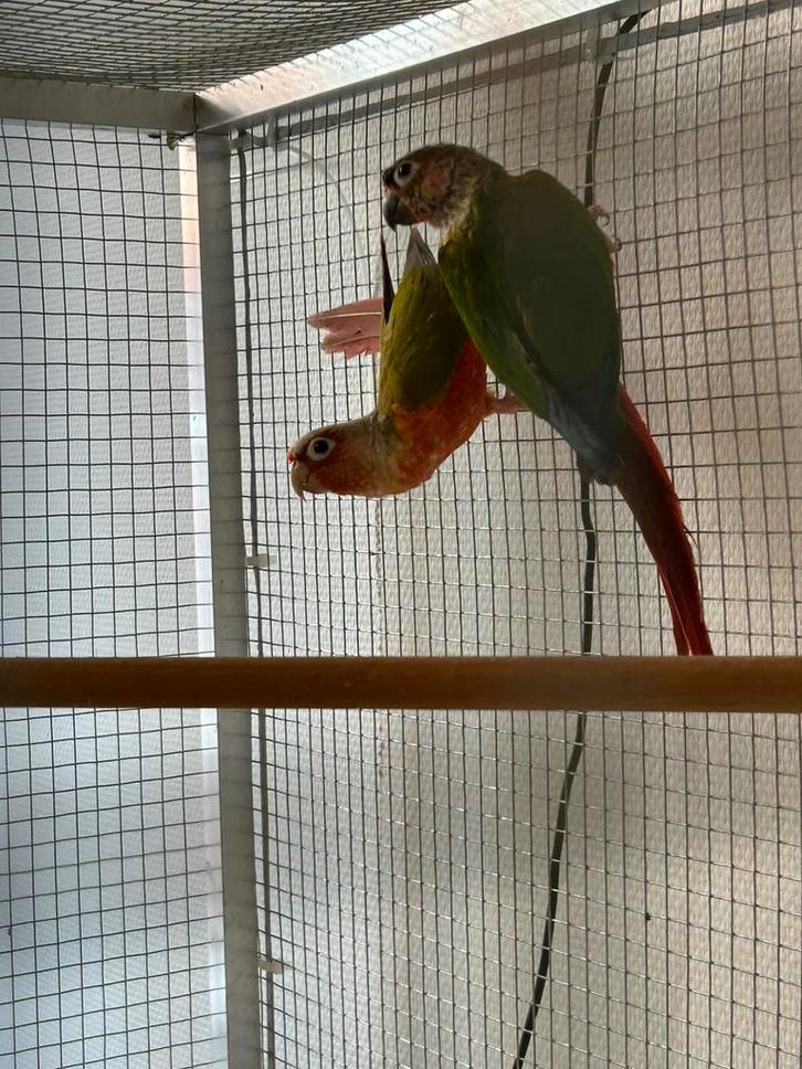 Couple de conure molina, Animaux & Accessoires, Oiseaux | Accessoires, Enlèvement