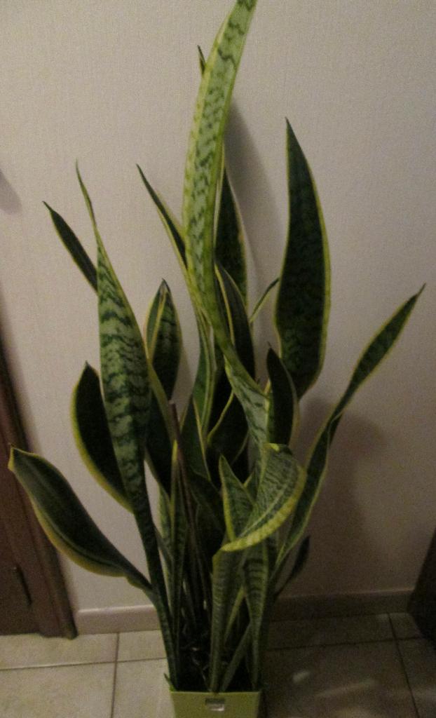 sanseveria Vrouwentongen, Ophalen, 100 tot 150 cm, Overige soorten, Halfschaduw