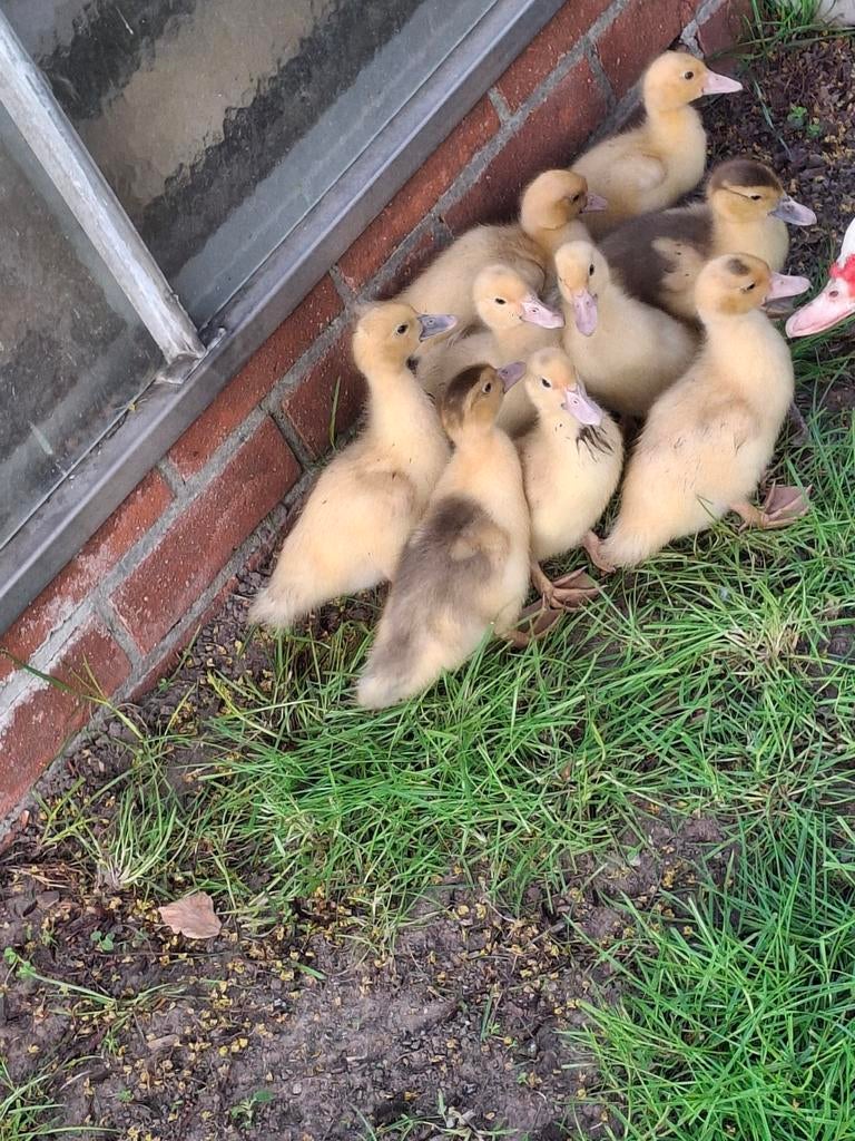 Baberie eenden kuikens, Sexe inconnu, Canard