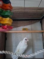 Cacatoes a oeil nu, Mâle, Perroquet, Bagué