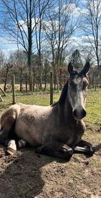 Spaanse ruin, Vermifugé, Hongre, Débourré, 160 à 165 cm