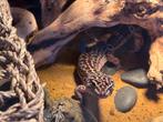 Luipaardgekko (mannetje) met terrarium, Lézard, Domestique, 0 à 2 ans