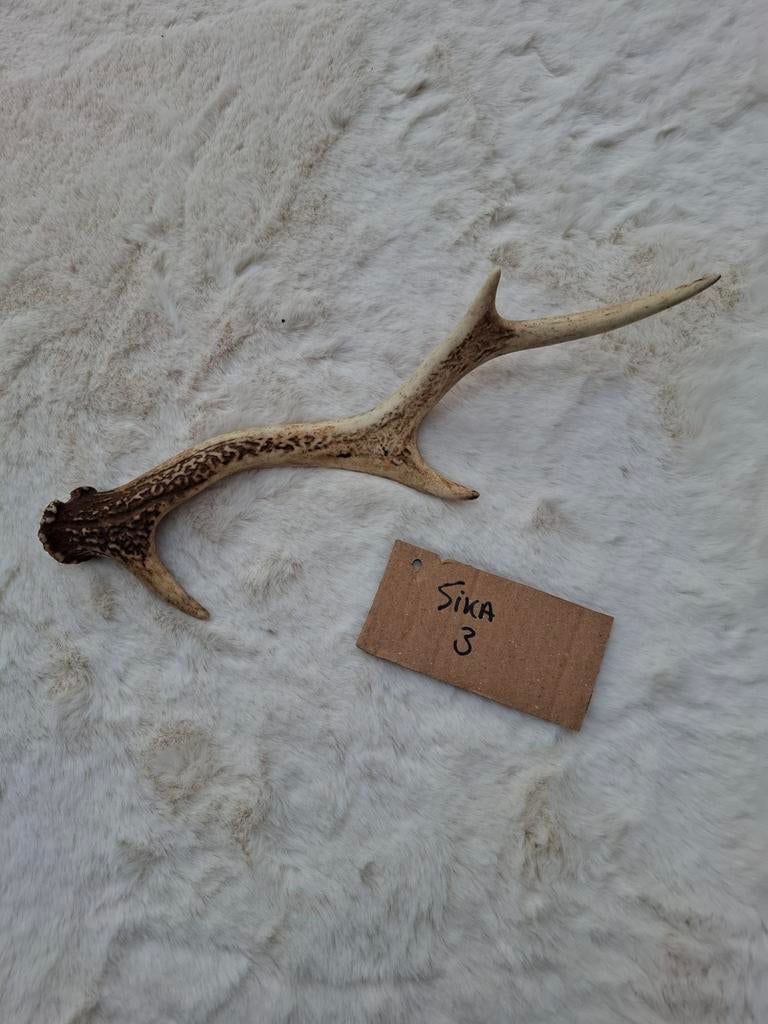 Sika geweistang, Collections, Collections Animaux, Enlèvement ou Envoi