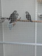 === Gezocht ===, Plusieurs animaux, Perroquet, Bagué