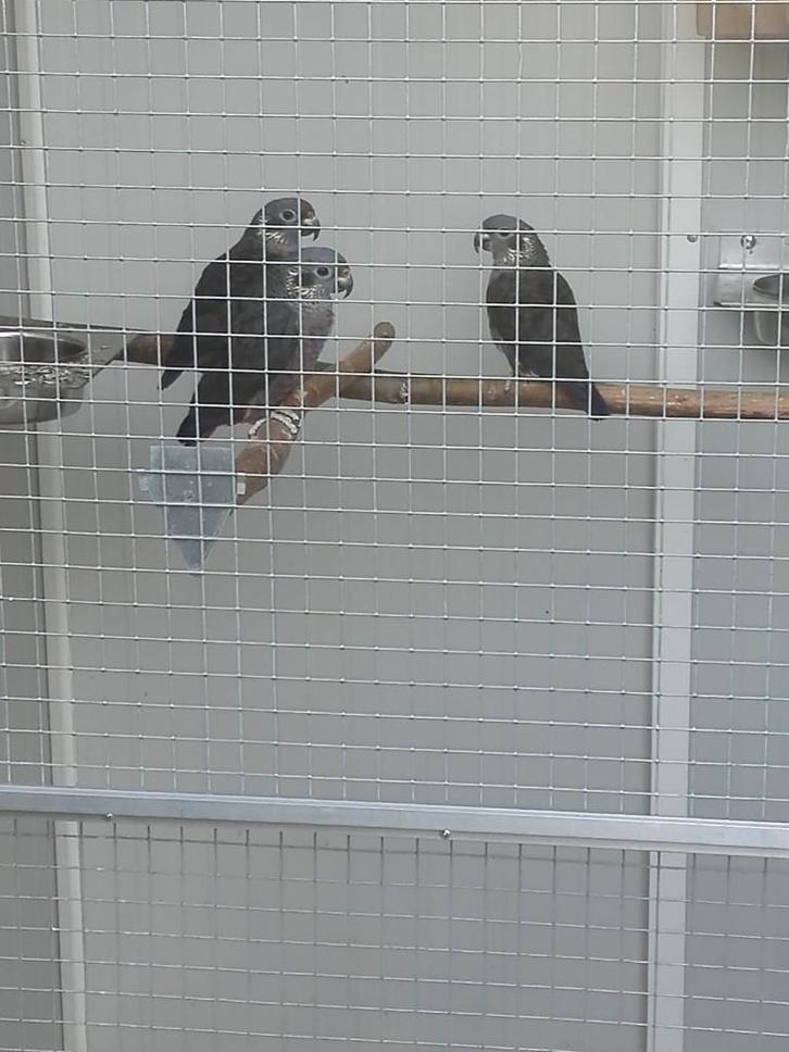 === Gezocht ===, Animaux & Accessoires, Oiseaux | Perruches & Perroquets, Perroquet, Plusieurs animaux, Bagué