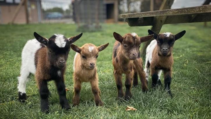 6 geitjes te koop!!!, Dieren en Toebehoren, Overige Dieren, Meerdere dieren, December