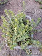 Sedum sediforme muurpeper, Ophalen, Bodembedekkers, Volle zon, Vaste plant