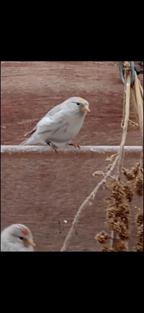Barmsijs agaat popje, Dieren en Toebehoren, Vrouwelijk, Wildzangvogel, Geringd