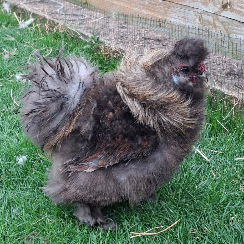 Zijdehoen jonge haan, Dieren en Toebehoren, Pluimvee