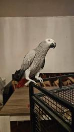 Grise du Gabon (Femelle 6 ans), Animaux & Accessoires, Oiseaux | Perruches & Perroquets, Femelle
