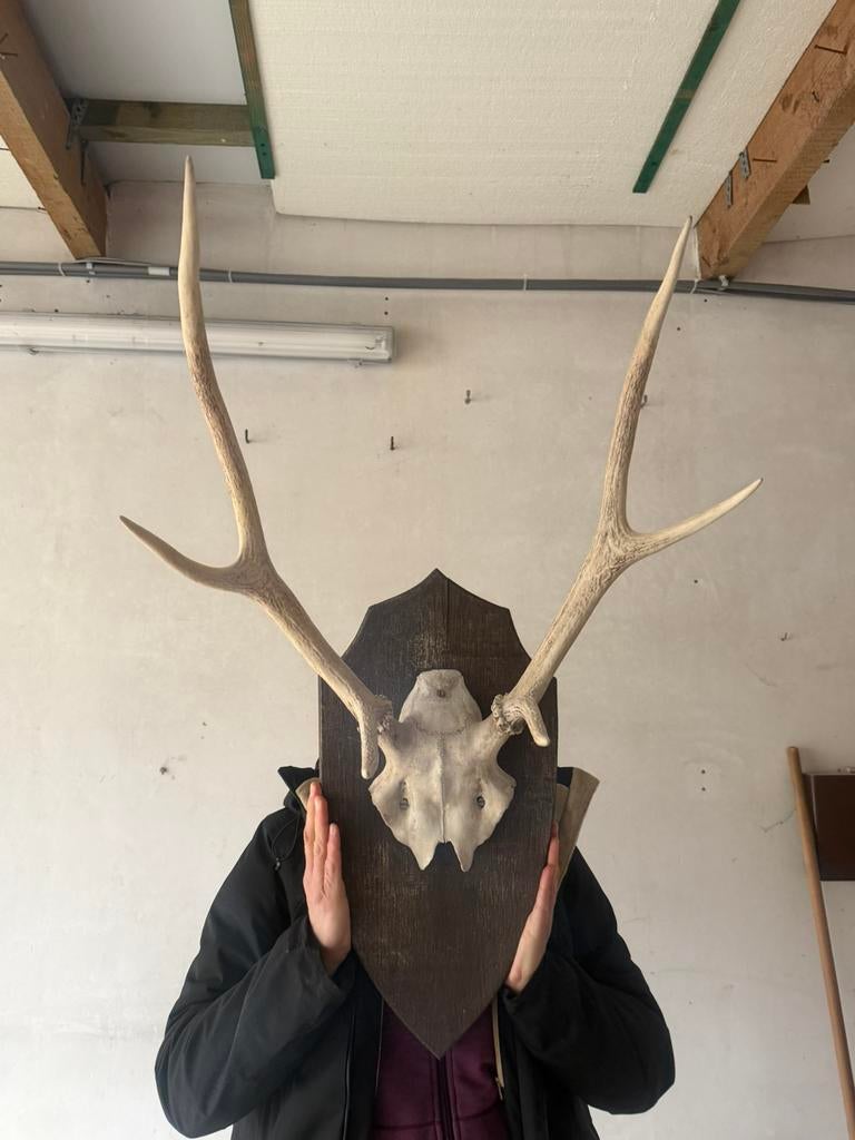 Gewei Te Koop!, Verzamelen, Dierenverzamelingen, Ophalen, Zo goed als nieuw