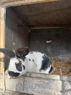 Reusachtige Franse vlinders, Dieren en Toebehoren, Konijnen