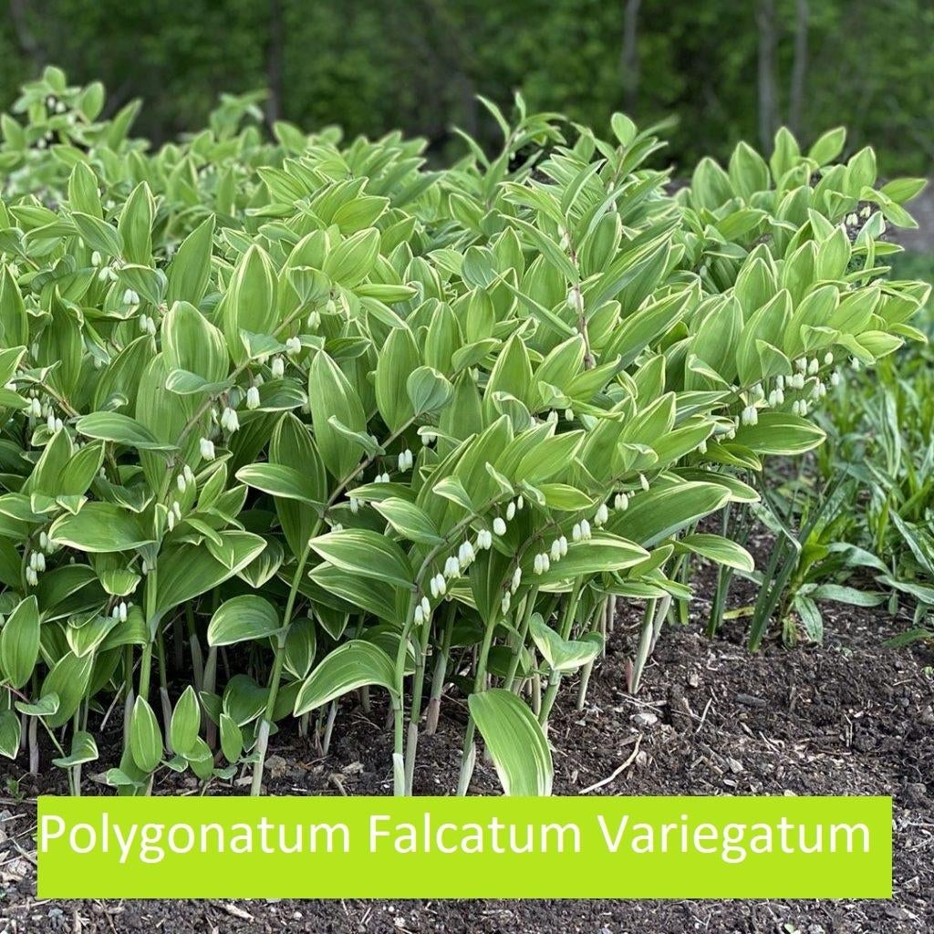 Polygonatum  Falcatum Variegatum, Tuin en Terras, Planten | Tuinplanten, Vaste plant, Volledige schaduw, Lente, Ophalen