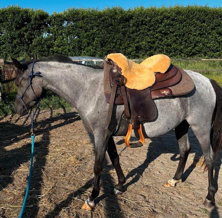 Te koop: Lieve Welsh kruising merrie – 135 cm, Animaux & Accessoires, Poneys, Jument