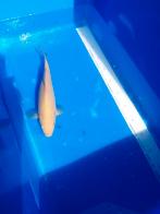 Chagoi, Dieren en Toebehoren, Karper of Koi