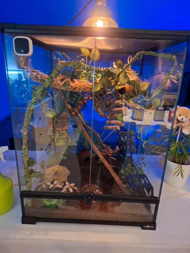 Terrarium complet neuf (lire l'annonce), Dieren en Toebehoren, Reptielen en Amfibieën | Toebehoren