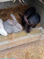 Jonge konijnen., Dieren en Toebehoren, Konijnen